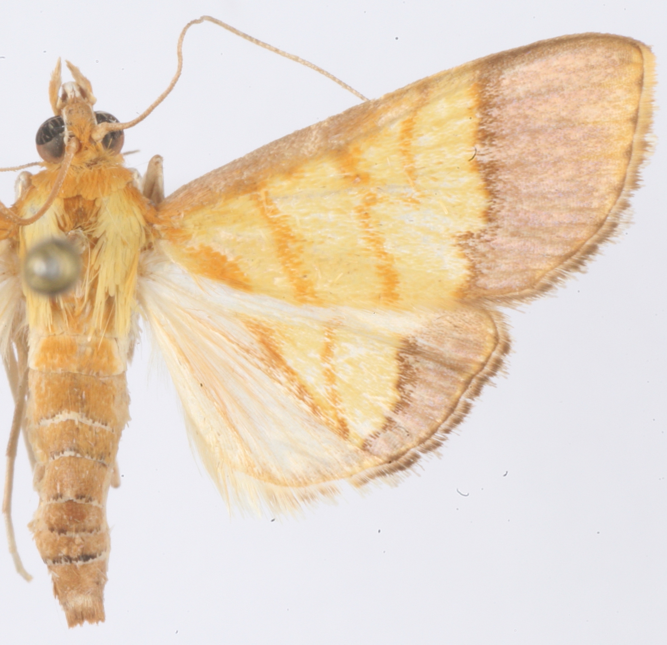Limbobotys ptyophora Hampson
